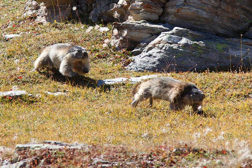 Ultime marmotte di stagione